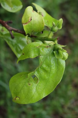 Diospyros kaki ağacına yakın plan taze meyveler ve ilkbaharda dolu yağışlarından zarar görmüş yapraklar. Meyve bahçesindeki dolu fırtınası