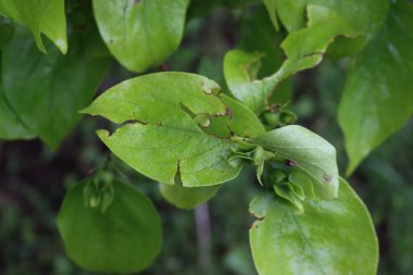 Diospyros kaki ağacına yakın plan taze meyveler ve ilkbaharda dolu yağışlarından zarar görmüş yapraklar. Meyve bahçesindeki dolu fırtınası