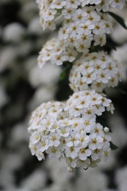 Spiraea 'nın ya da Spirea Vanhouttei' nin çalılıklarının yakınında ilkbaharda güzel beyaz çiçekleri olan birçok dallar açar.