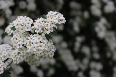 Spiraea 'nın ya da Spirea Vanhouttei' nin çalılıklarının yakınında ilkbaharda güzel beyaz çiçekleri olan birçok dallar açar.