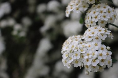 Spiraea 'nın ya da Spirea Vanhouttei' nin çalılıklarının yakınında ilkbaharda güzel beyaz çiçekleri olan birçok dallar açar.