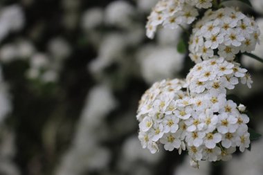Close-up of  Spiraea or Spirea Vanhouttei bush in bloom with many branches with beautiful white flowers on springtime clipart