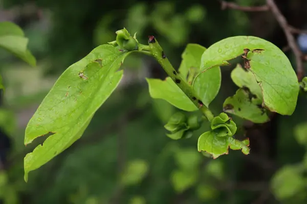 stock image Close-up of Diospyros kaki tree with young fresh fruits and leaves damaged by hailstones on springtime. Hailstorm on orchard