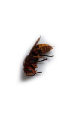 Dead Hornet wasp isolated on a white background. Vespa crabro insect  clipart