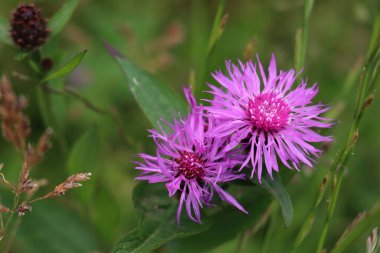 Centaurea phrygia 'nın pembe çiçeklerine yakın plan, ayrıca çayırdaki peruk knapweed olarak da bilinir. 