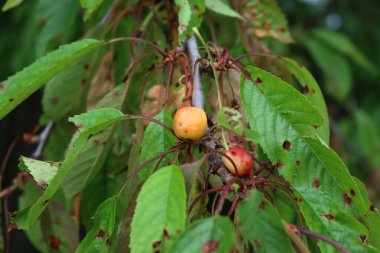 Kırmızı benekli kiraz yaprakları dallarda Coryneum Blight, meyve bahçesinde hastalık. Mantar hastalıklı erik avyum ağacı