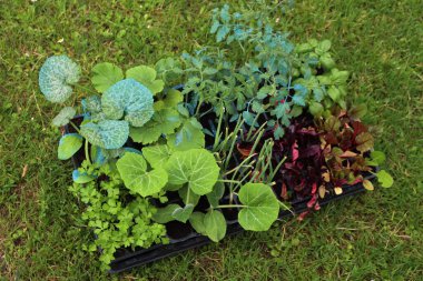 Yeşil çayır üzerinde nakledilmeye hazır çeşitli sebze bahçeleri: domates, salatalık, kabak, soğan ve pazı bitkileri 