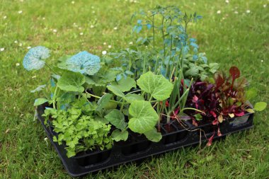 Yeşil çayır üzerinde nakledilmeye hazır çeşitli sebze bahçeleri: domates, salatalık, kabak, soğan ve pazı bitkileri 