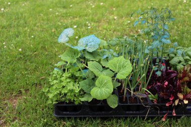 Yeşil çayır üzerinde nakledilmeye hazır çeşitli sebze bahçeleri: domates, salatalık, kabak, soğan ve pazı bitkileri 