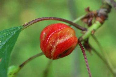 Çok yağmur ve nem var. Meyve bahçesindeki dallarda çürümüş ve çatlamış kırmızı kirazların yakın çekimi