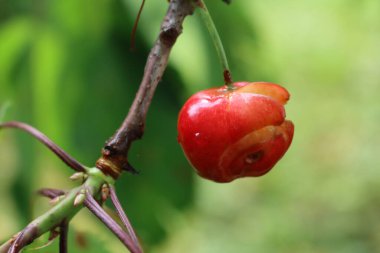 Çok yağmur ve nem var. Meyve bahçesindeki dallarda çürümüş ve çatlamış kırmızı kirazların yakın çekimi