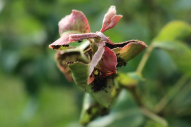 İlkbaharda meyve bahçesindeki yeşil armut ağacı yaprakları üzerinde kara yaprak bitleri (armut-yaprak bitleri): Melanaphis Pyraria
