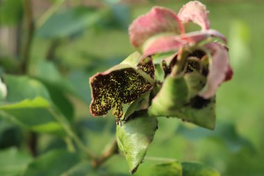 İlkbaharda meyve bahçesindeki yeşil armut ağacı yaprakları üzerinde kara yaprak bitleri (armut-yaprak bitleri): Melanaphis Pyraria