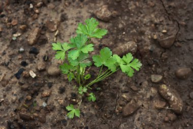 Nakilden sonra sebze bahçesinde genç maydanoz bitkileri yetişiyor. Petroselinum crispum 