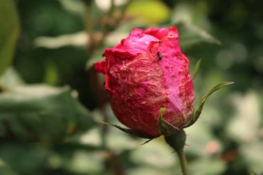 Pembe gül çiçeğinin yakın çekimi ilkbaharda çiçek tarhında sağanak yağmurdan zarar gördü
