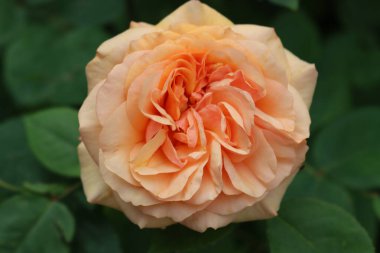 Çiçek tarhında açan pembe somon melezi çayının yakın çekimi.