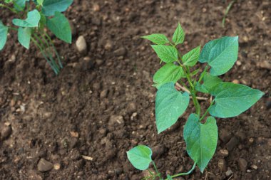 Sebze bahçesinde yetişen yeşil fasulye bitkileri. Phaseolus vulgaris 