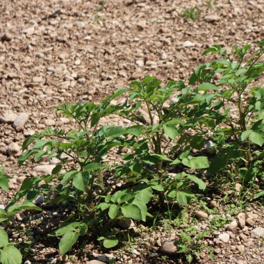 Güneşli bir günde sebze bahçesinde art arda patates bitkileri. Solanum tüberozum 
