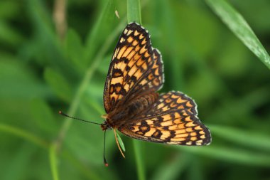 Yeşil bir bitkinin üzerinde turuncu, beyaz ve kahverengi sahte Fritillary kelebeğine yakın plan. Melitaea Diamina. 
