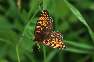 Yeşil bir bitkinin üzerinde turuncu, beyaz ve kahverengi sahte Fritillary kelebeğine yakın plan. Melitaea Diamina. 