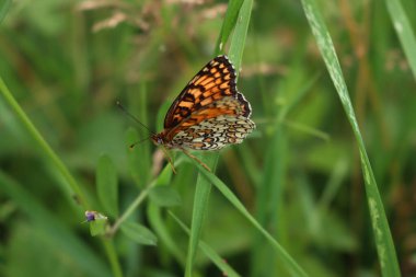 Yeşil bir bitkinin üzerinde turuncu, beyaz ve kahverengi sahte Fritillary kelebeğine yakın plan. Melitaea Diamina. 