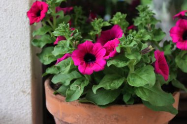 Çiçek açmış bir terakotta saksısında, güzel koyu pembe çiçeklerle birlikte Surfinia bitkisi. Petunia atkinsiana Surfinia Grubu 