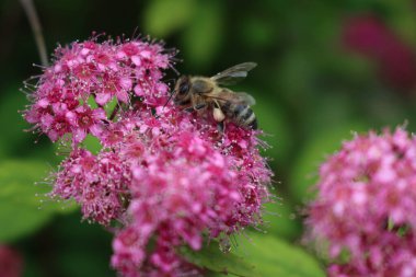 Baharda bal arısının pembe Japon Spirea 'sı ya da Spiraea çiçeği üzerinde yakın plan çekimi. Spirea japonica 'da Apis mellifera