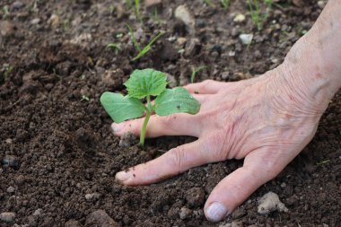 Sebze bahçesine salatalık nakli: Salatalık yetiştiren kadınların eli yakın çekim