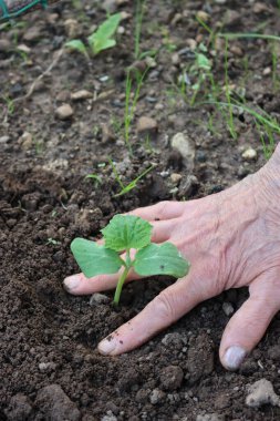Sebze bahçesine salatalık nakli: Salatalık yetiştiren kadınların eli yakın çekim