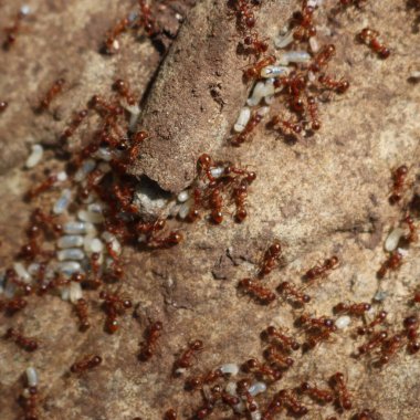 Kırsaldaki bir kayanın üzerinde beyaz yumurtaları olan pek çok Avrupalı kırmızı karıncaya yakın çekim