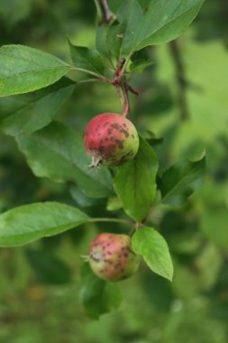 Meyve bahçesindeki yeşil ve kırmızı Gala elmasında Venturia inaequalis 'in sebep olduğu elma kabuğu. Malus domestica