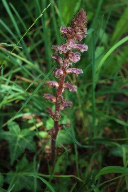 Çayırda yaygın kırmızı süpürge. Orobanche İlkbaharda İtalya 'da