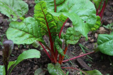 Yazın sebze bahçesinde büyüyen güzel gökkuşağı İsviçre pazı bitkileri. Beta vulgaris. 