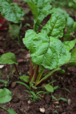 Yazın sebze bahçesinde büyüyen güzel gökkuşağı İsviçre pazı bitkileri. Beta vulgaris. 