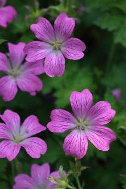 Sıradan bir mallow. Malva Sylvestris. Bahçedeki bitkinin üzerindeki güzel pembe çiçek 