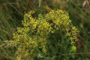 Galium verum yellow flowers in the meadow on summer. Close-up of yellow bedstraw on a sunny day clipart