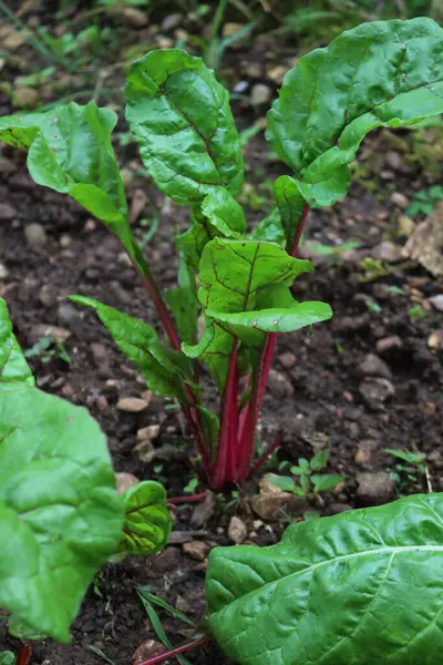 Yazın sebze bahçesinde büyüyen güzel gökkuşağı İsviçre pazı bitkileri. Beta vulgaris. 