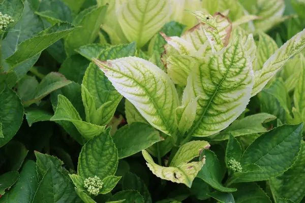 Ortanca yapraklarındaki demir kloroz hastalığına yakın çekim. Yazın ortanca makrofili.