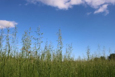 Yazın başında mavi gökyüzüne karşı yeşil yulaf tarlası. Avena sativa ekimi