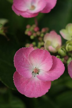 Bahçedeki çalıların üzerinde duran pembe ortanca çiçeklerinin yakın çekimi. Yazın ortanca makrofili.