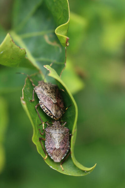 Two brown Marmorated shield bugs on a gren Lilac leaf. Halyomorpha halys insects in the garden