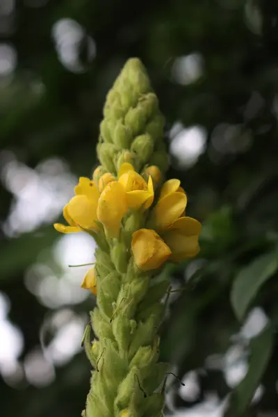 stock image Close-up of yellow flowers of Mullein plant in bloom. Verbascum thapsus 