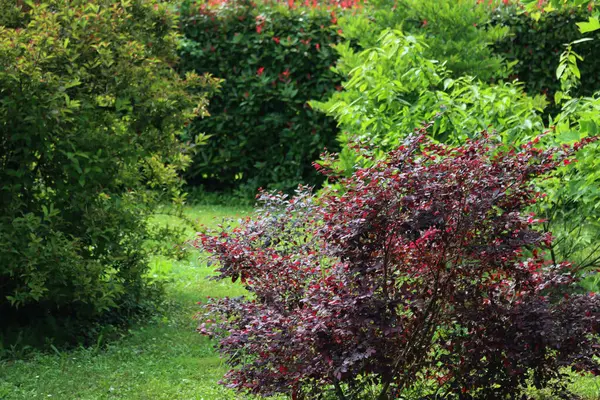 stock image Loropetalum chinense Fire dance bush with dark red leaves in the garden. Loropetalum bush on summer