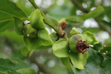Yazın yeşil benekli, olgunlaşmamış Kaki veya Persimmon meyvesi. Bahçede hastalık taşıyan Diospyros Kaki 