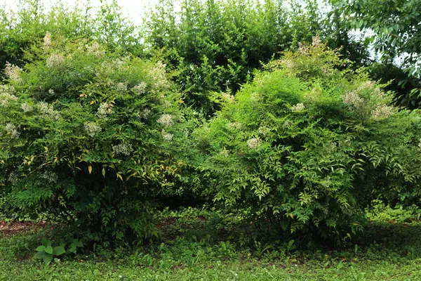 Stock image Two Nandina domestica bush in bloom in the garden on summer. Heavenly bamboo branch with white flowers