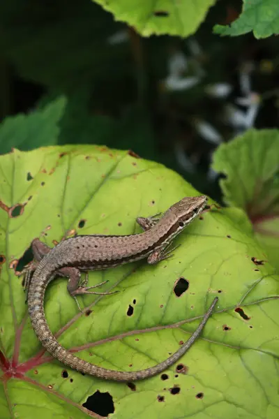 stock image Podarcis muralis. Common wall lizard on green leaves. Lacertidae family,