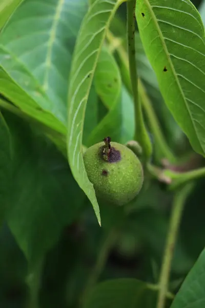 stock image Rotten walnut fruits on branch with dark brown spots in the orchard. Walnut tree with disease on summer