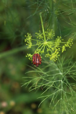 Graphosoma lineatum italicum insect on a green leaf. Italian red shield bug with black stripes on a Fennel plant on summer  clipart