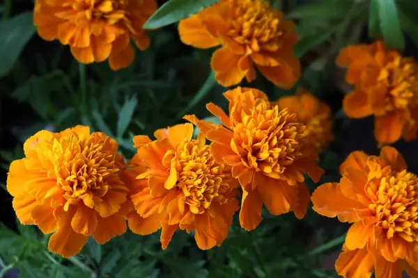 Seçici odak noktasında portakallı kadife çiçeklerine yakın çekim. Çiçek açan bitkiler 