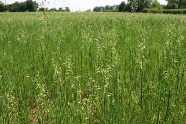 Baharda tarlada yetişen yeşil yulaf kulaklarının ayrıntıları. Avena sativa ekimi